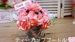 ティーカッププードル作り